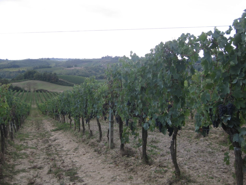 Vineyards in San Gimignano