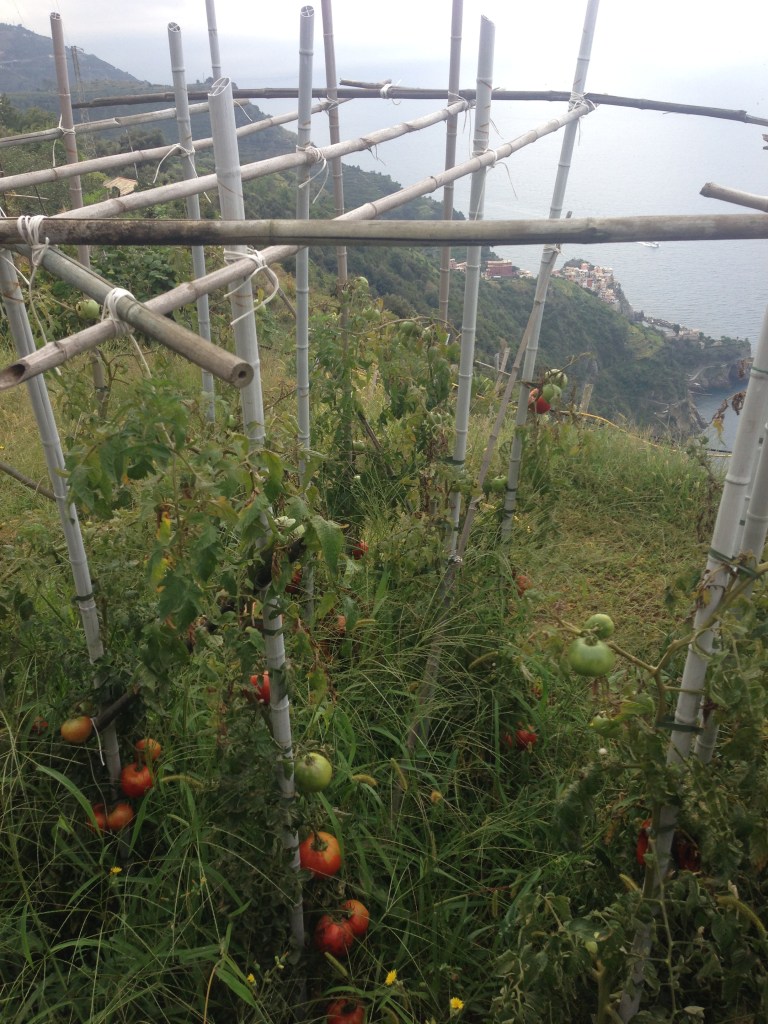 Tomatoes along the trail to Cornelia