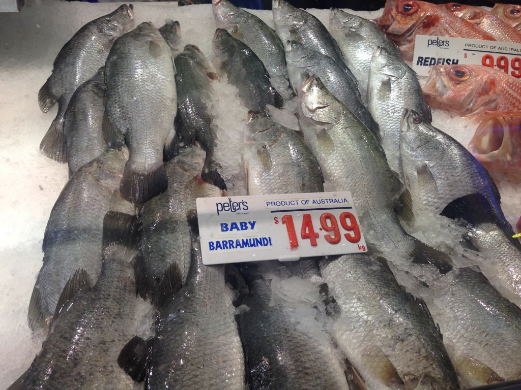 Baby barramundi