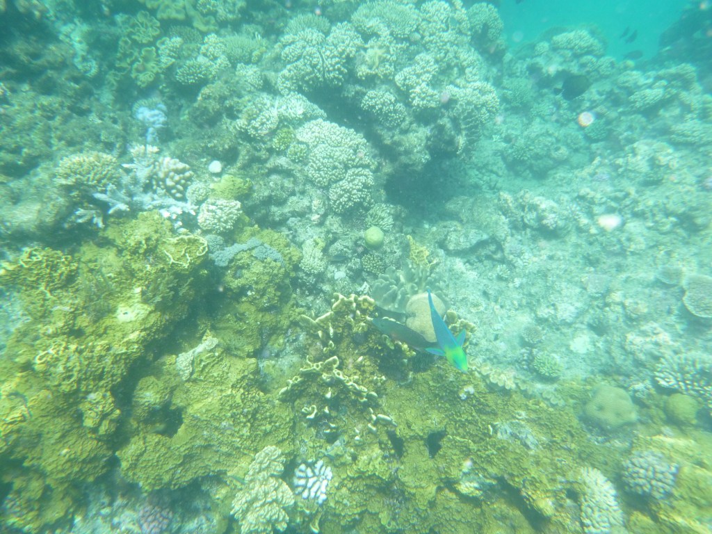 Because my camera sucks, this picture does not do justice to just how colorful and full of life the reef was!