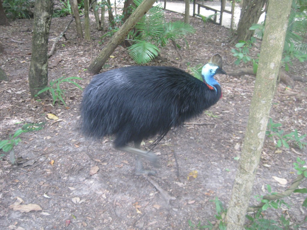 Cassowary