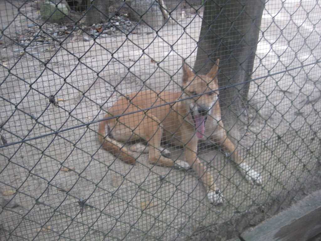 Never blow in a dingo's face