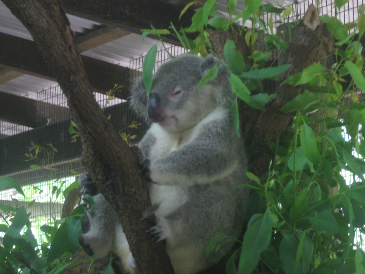 what it’s like to hold a&nbsp;koala