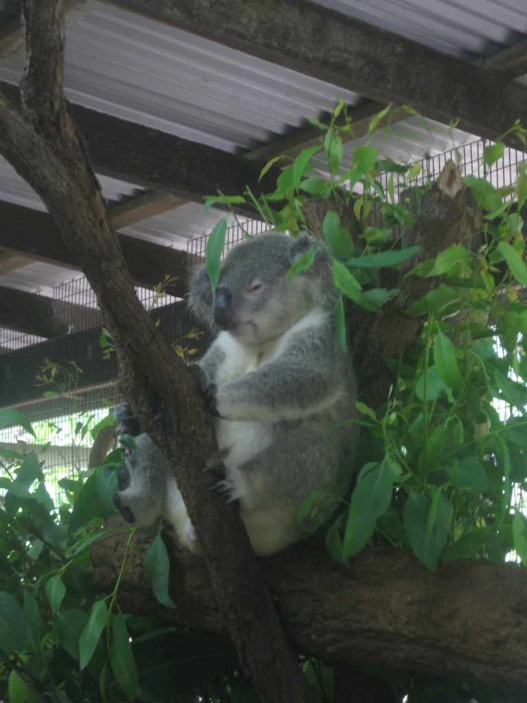 This koala has zero time for you