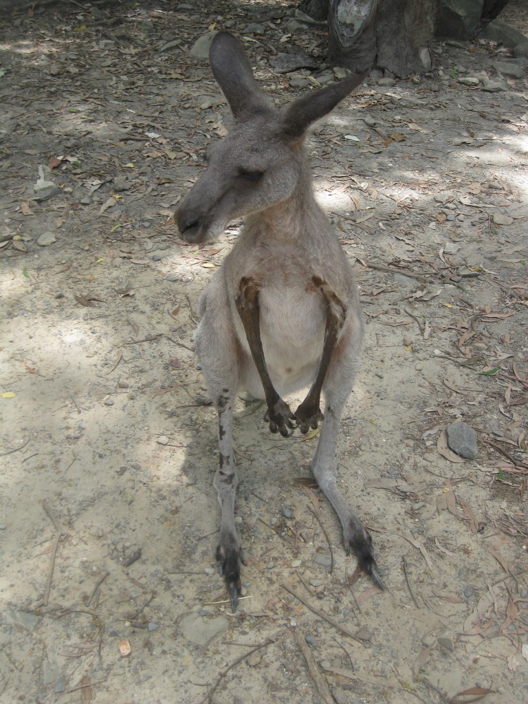 You can feed the kangaroos - you can buy $2 feed at the entrance but they don't really eat it. It's still a good chance to get up close to a kangaroo.