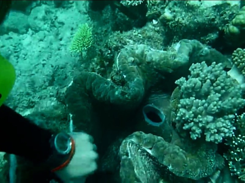 scuba diving in the great barrier&nbsp;reef