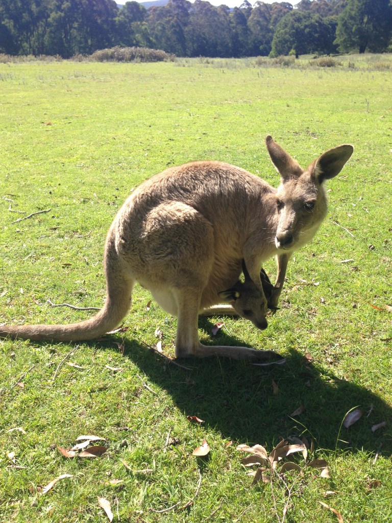 A mama with her joey