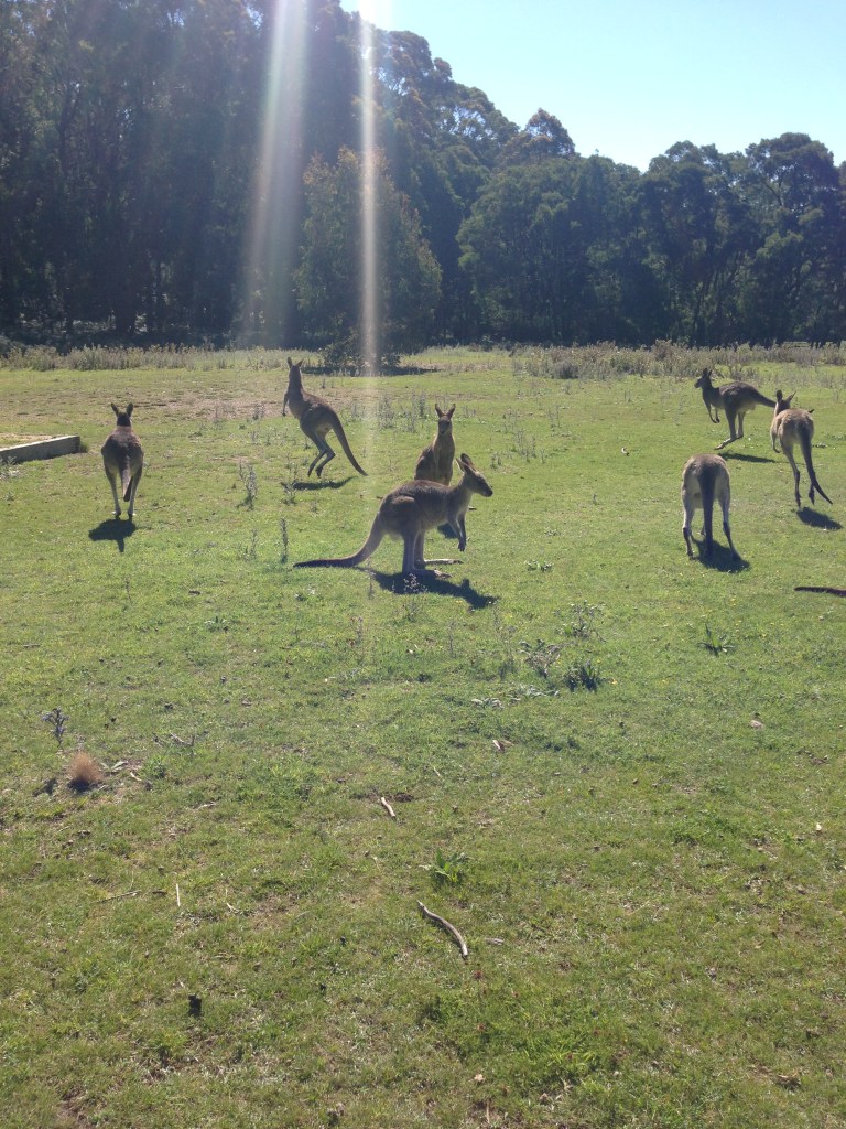 A mob of kangaroos