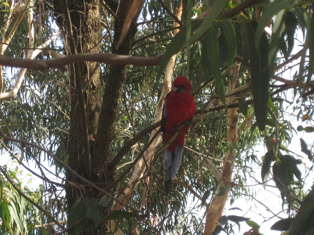 Crimson rosellas at Kennett River