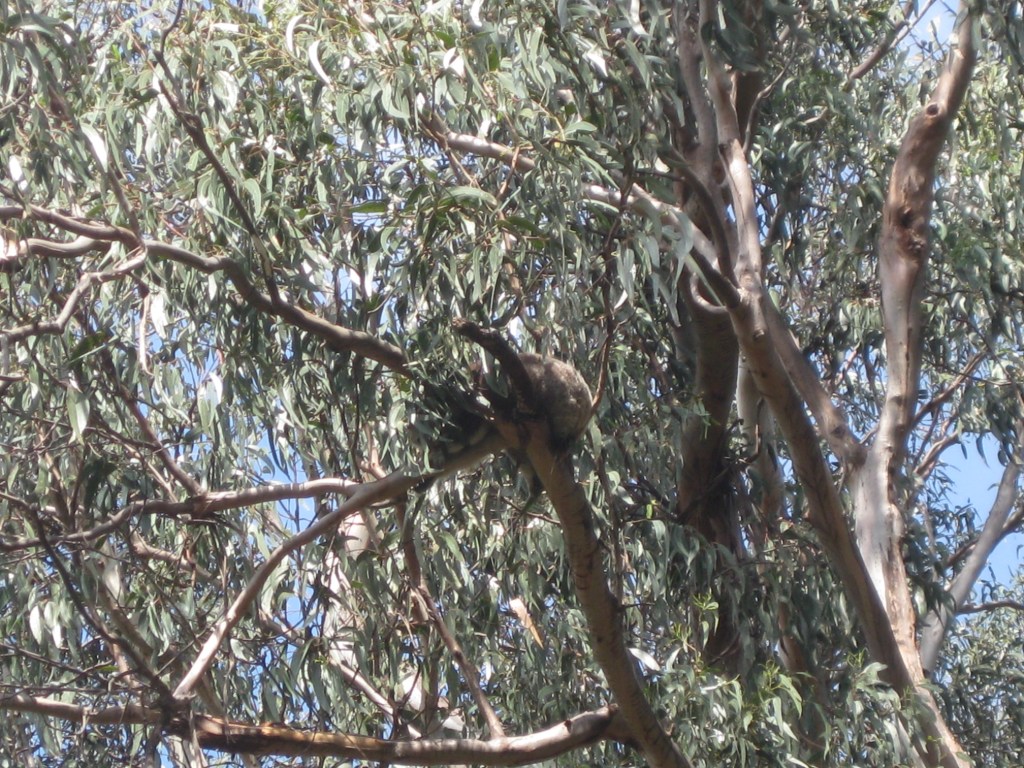 Kennett River - a popular spot for koalas. A little hard to see since they're so high up!