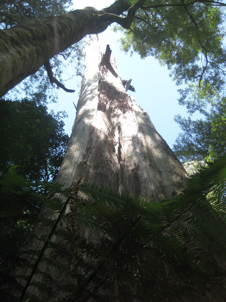 Otway Rainforest (31)