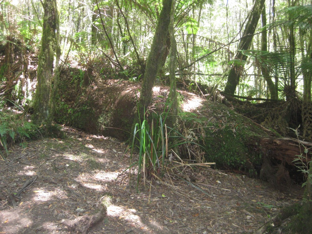Otway Rainforest (7)