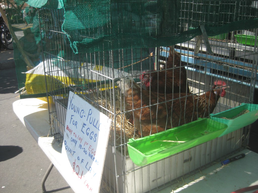 Live chickens for sale!