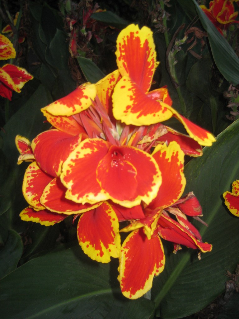 Royal Botanic Gardens (19)