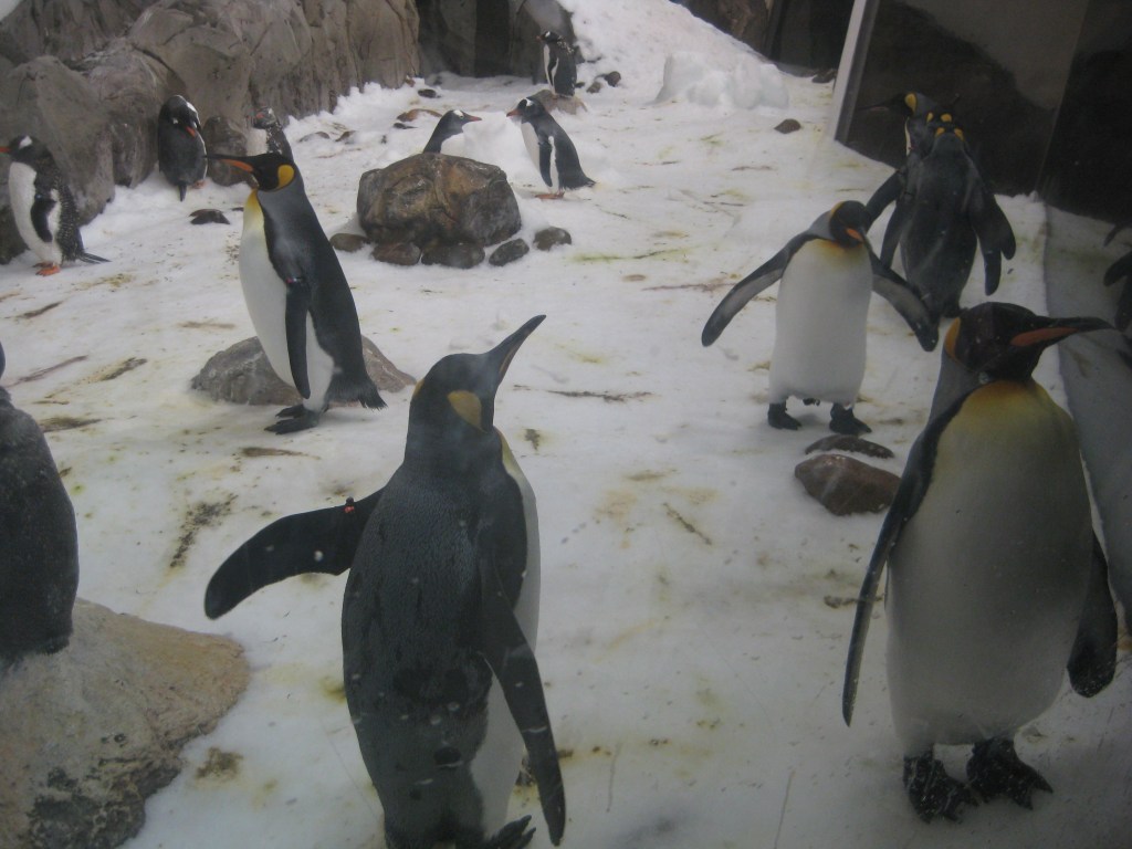 Sea Life Melbourne (2)