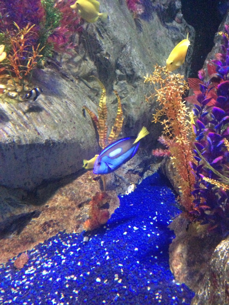 Found Dory, but where's Marlin?