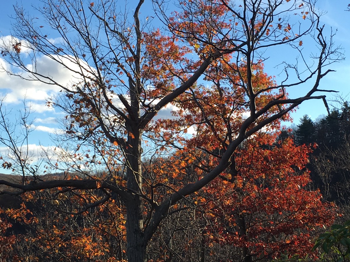 hiking bear mountain