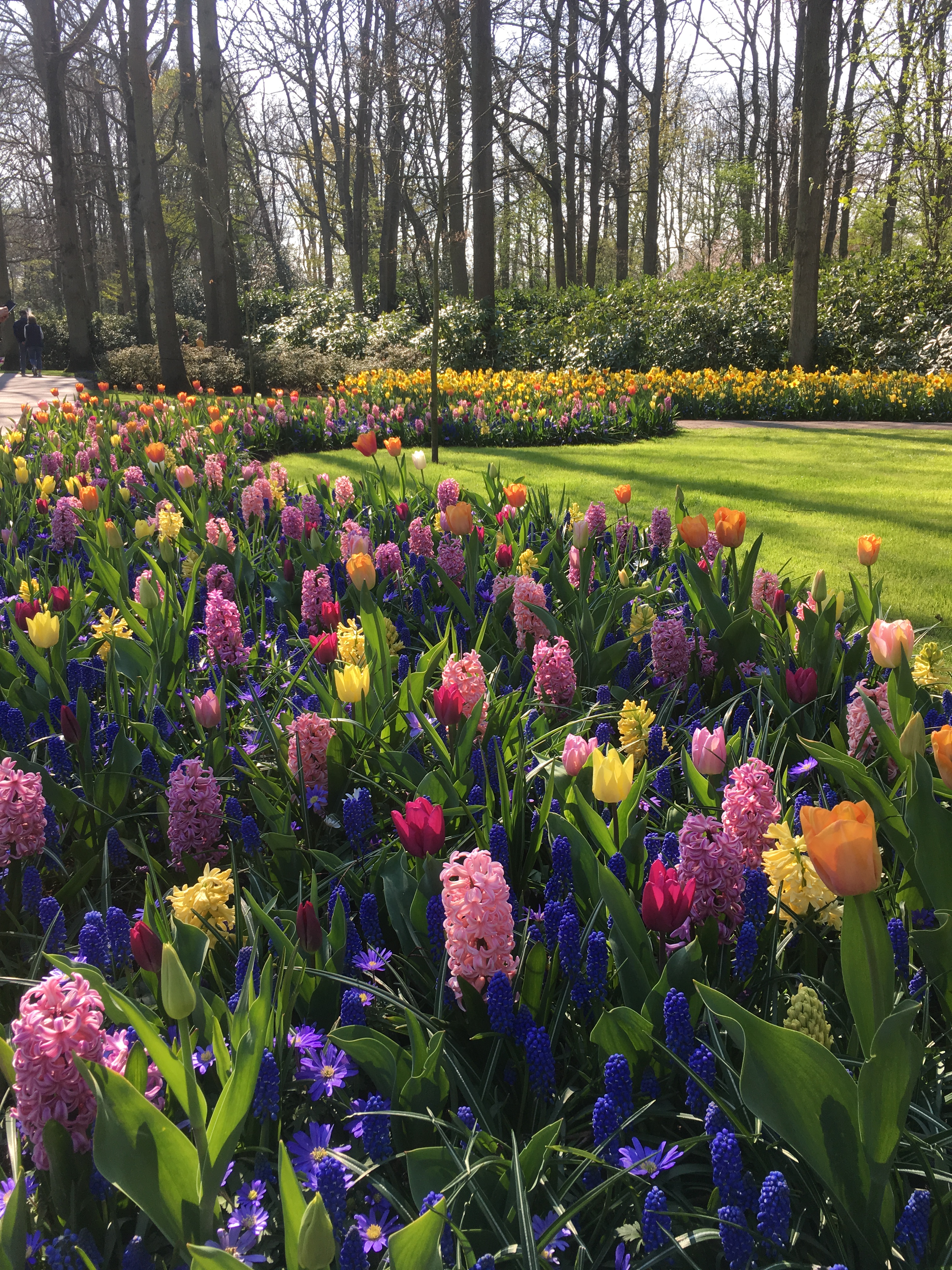 Keukenhof Gardens 319