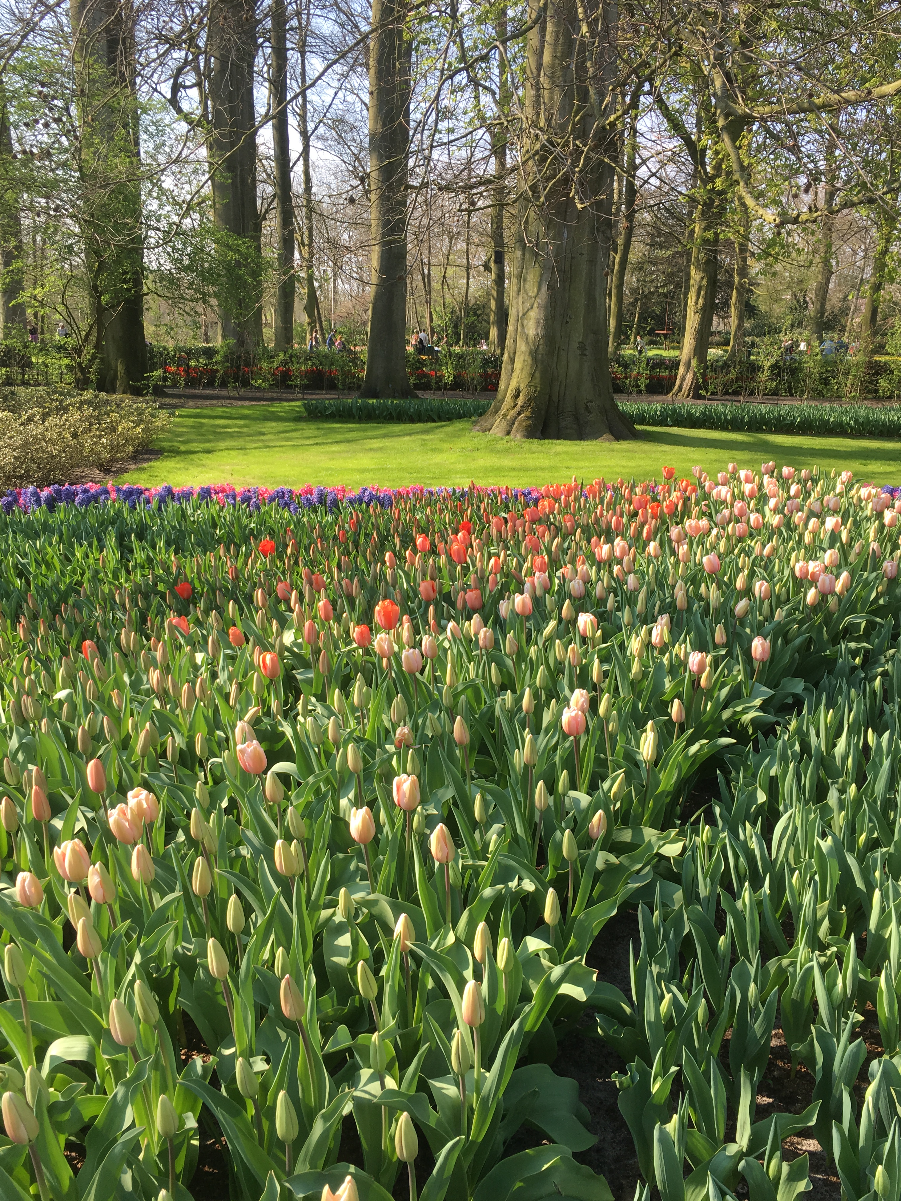 Keukenhof Gardens 343