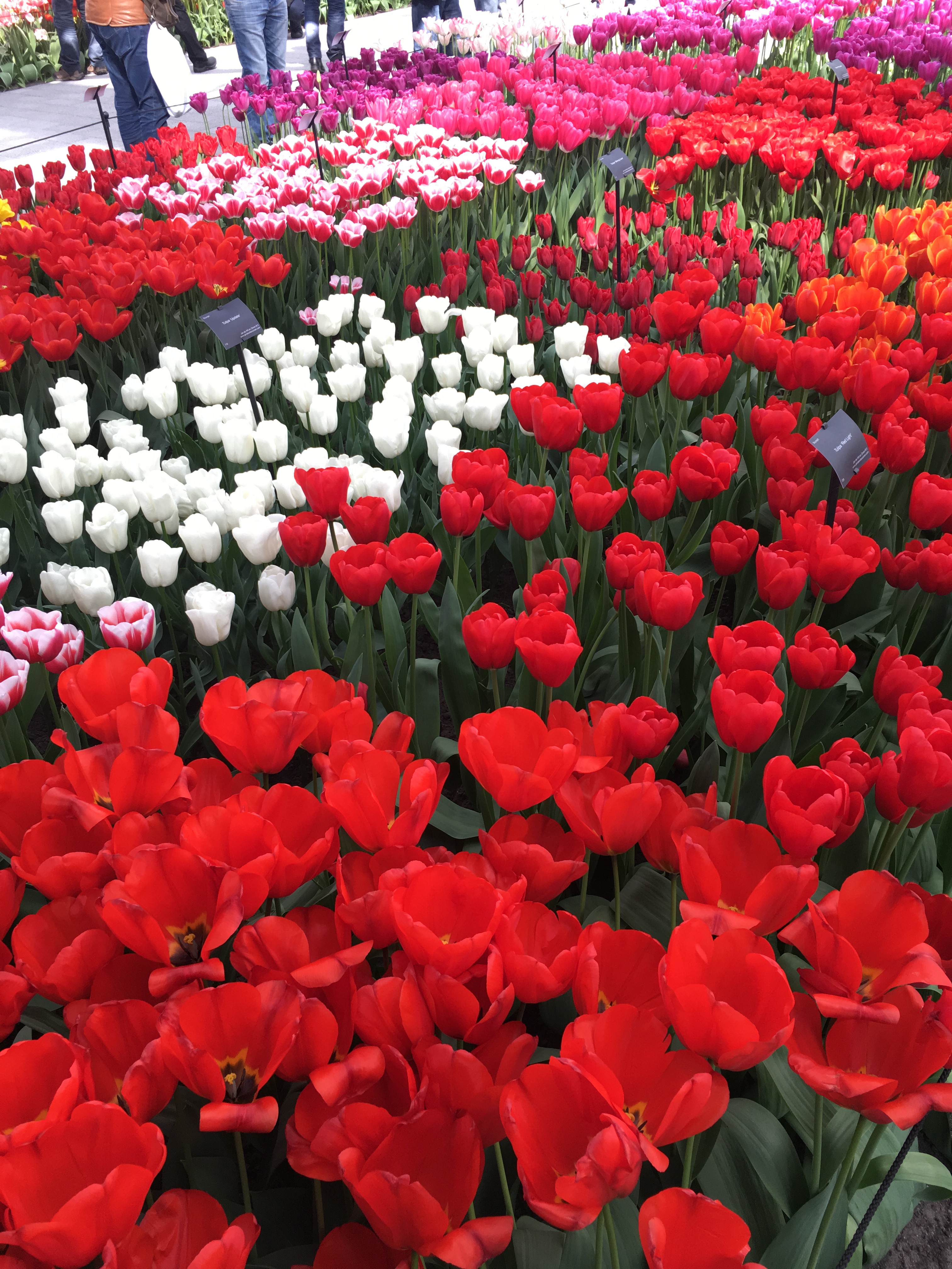 Keukenhof Gardens 64