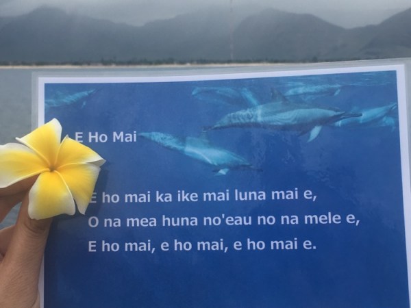 swimming with dolphins