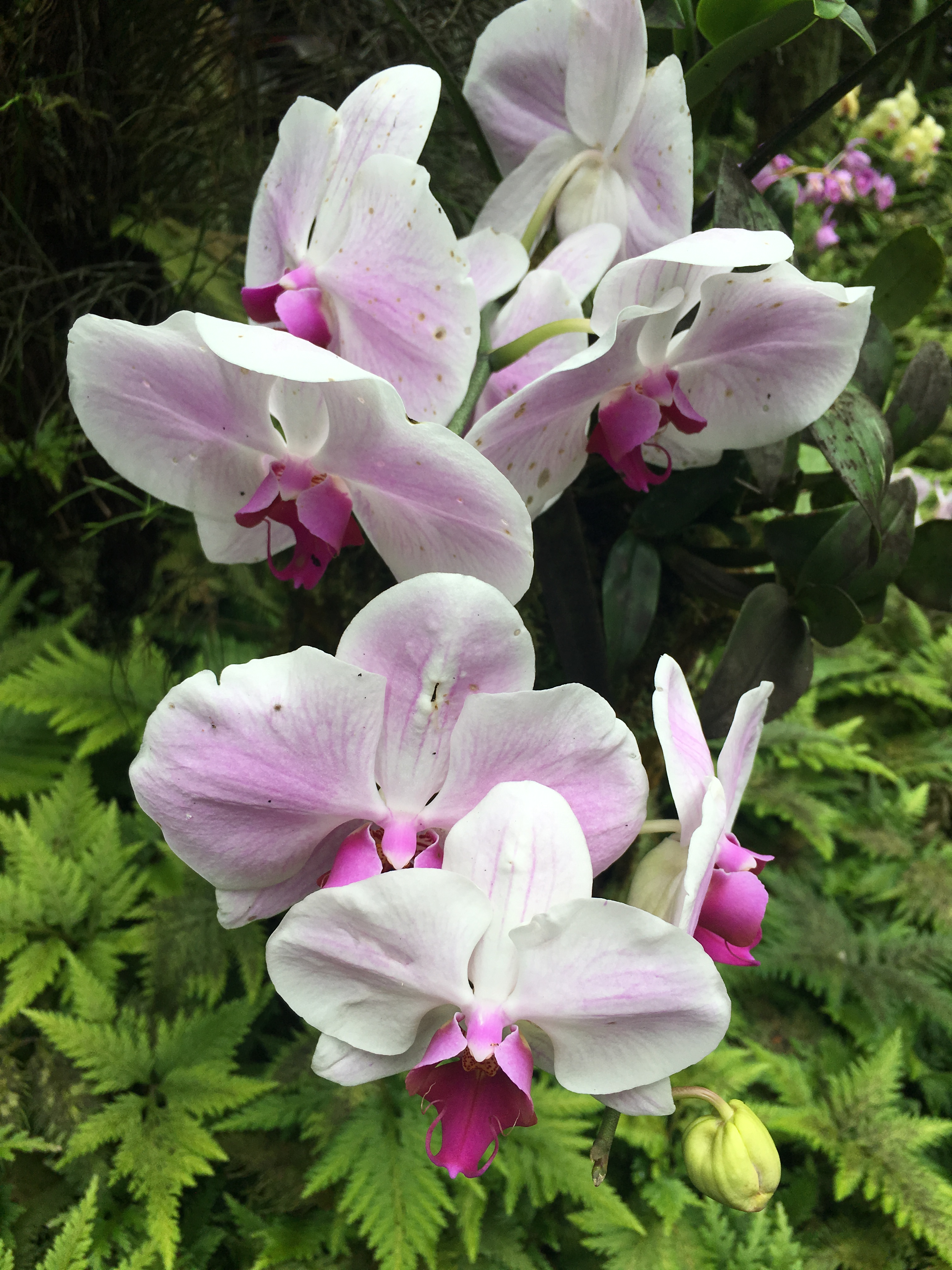 hawaii-tropical-botanical-gardens-20