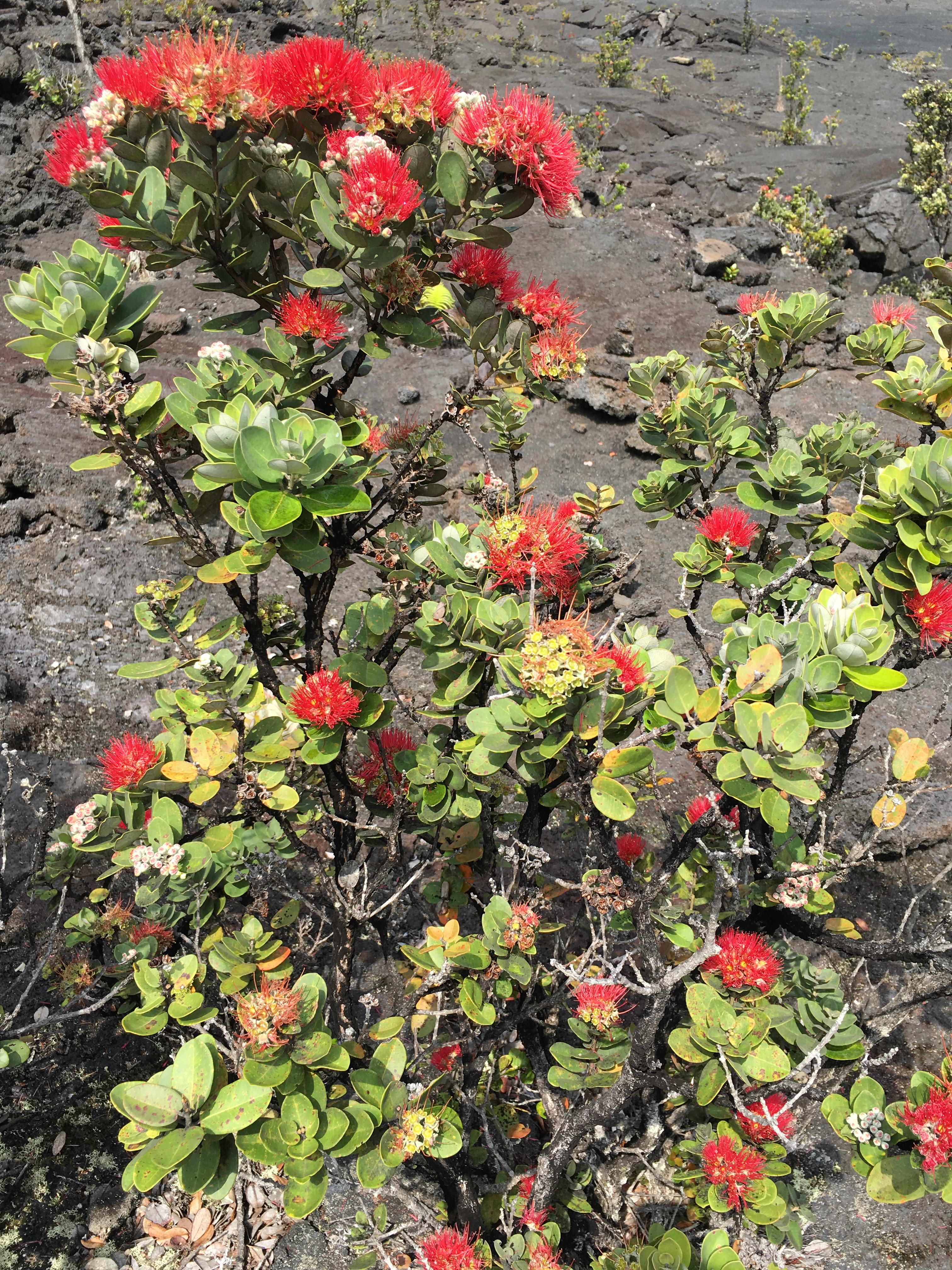 hawaii-volanoes-national-park-83