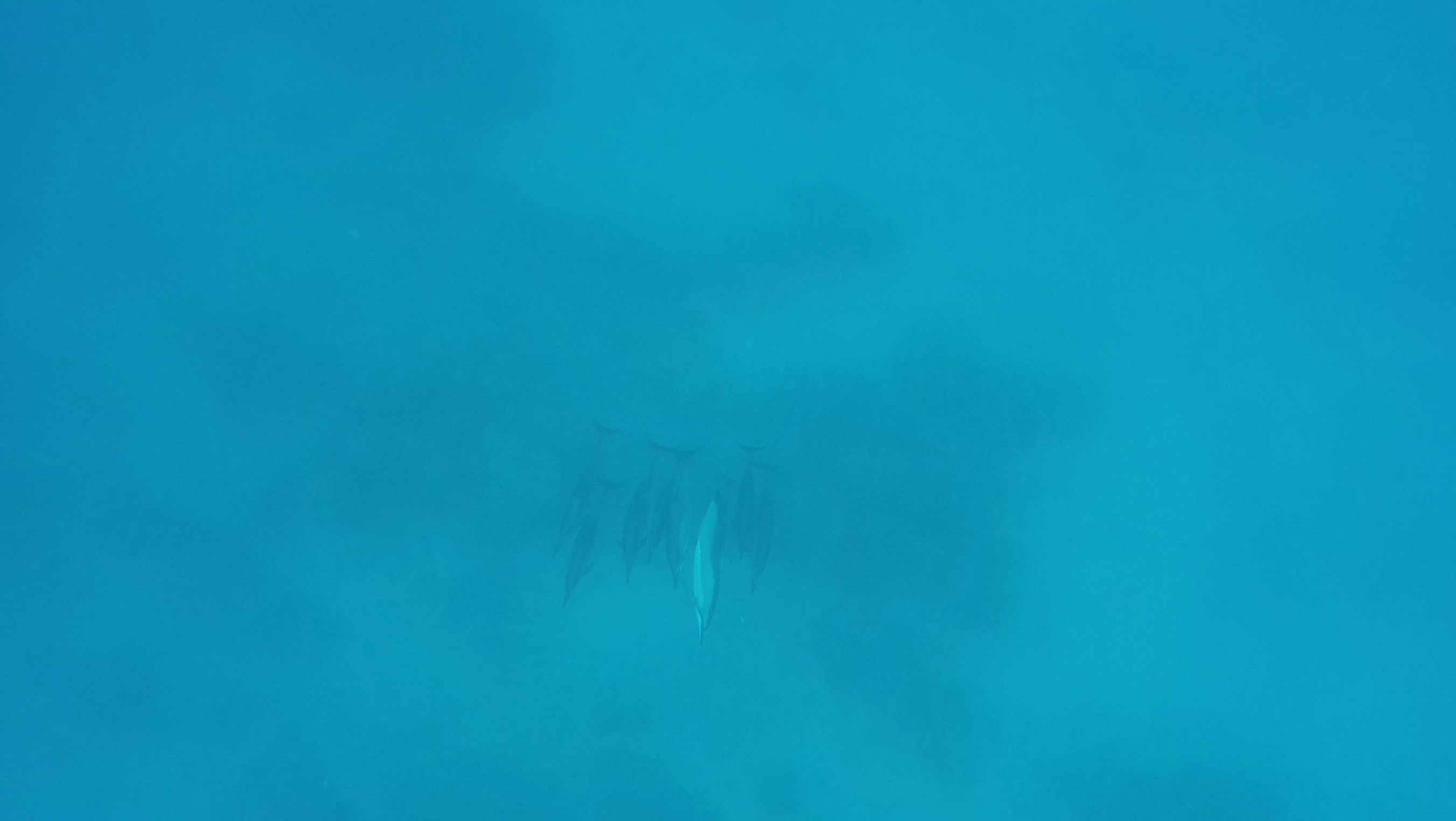 takis-dolphin-pics-3