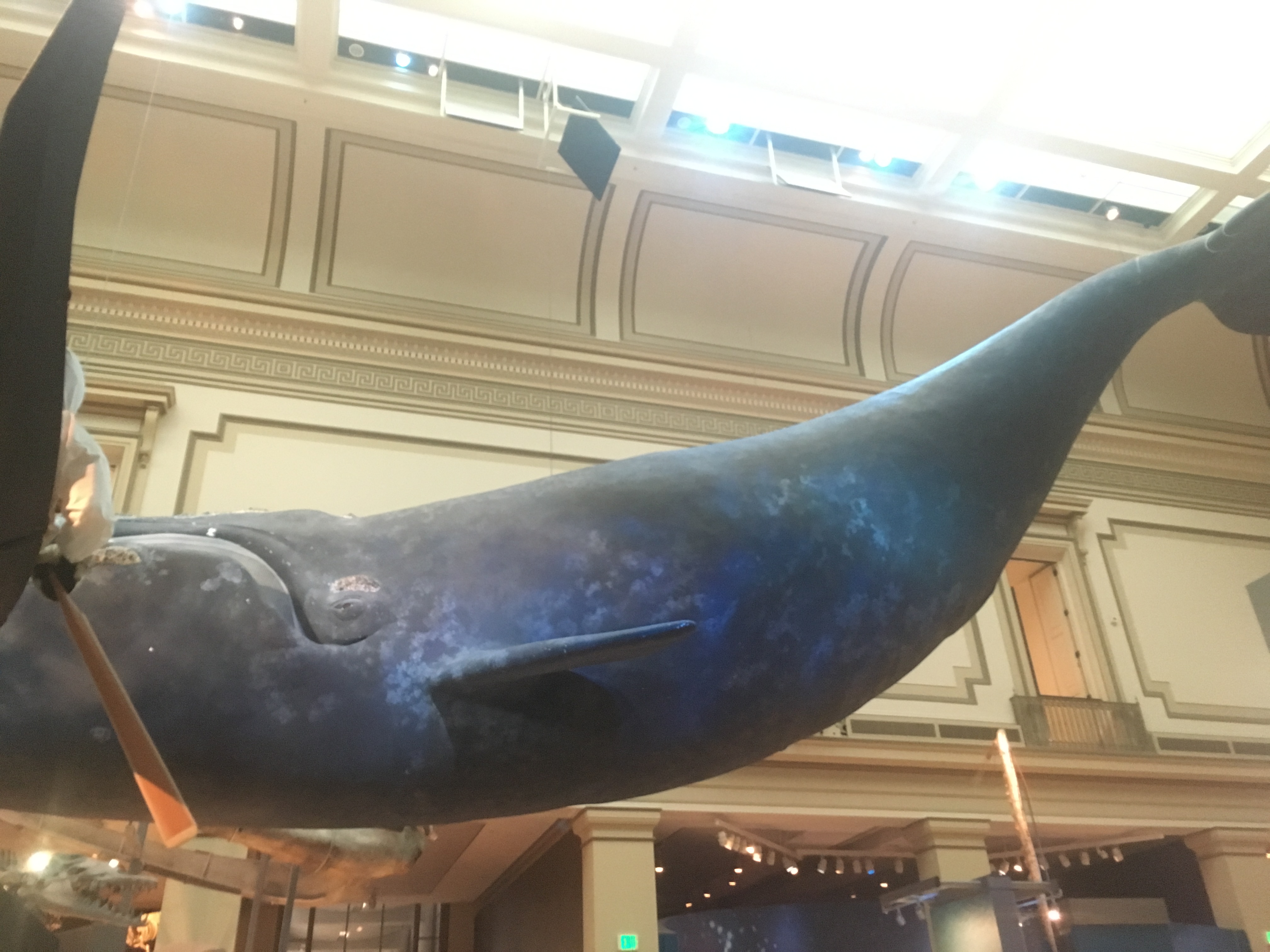 museum-of-natural-history-8