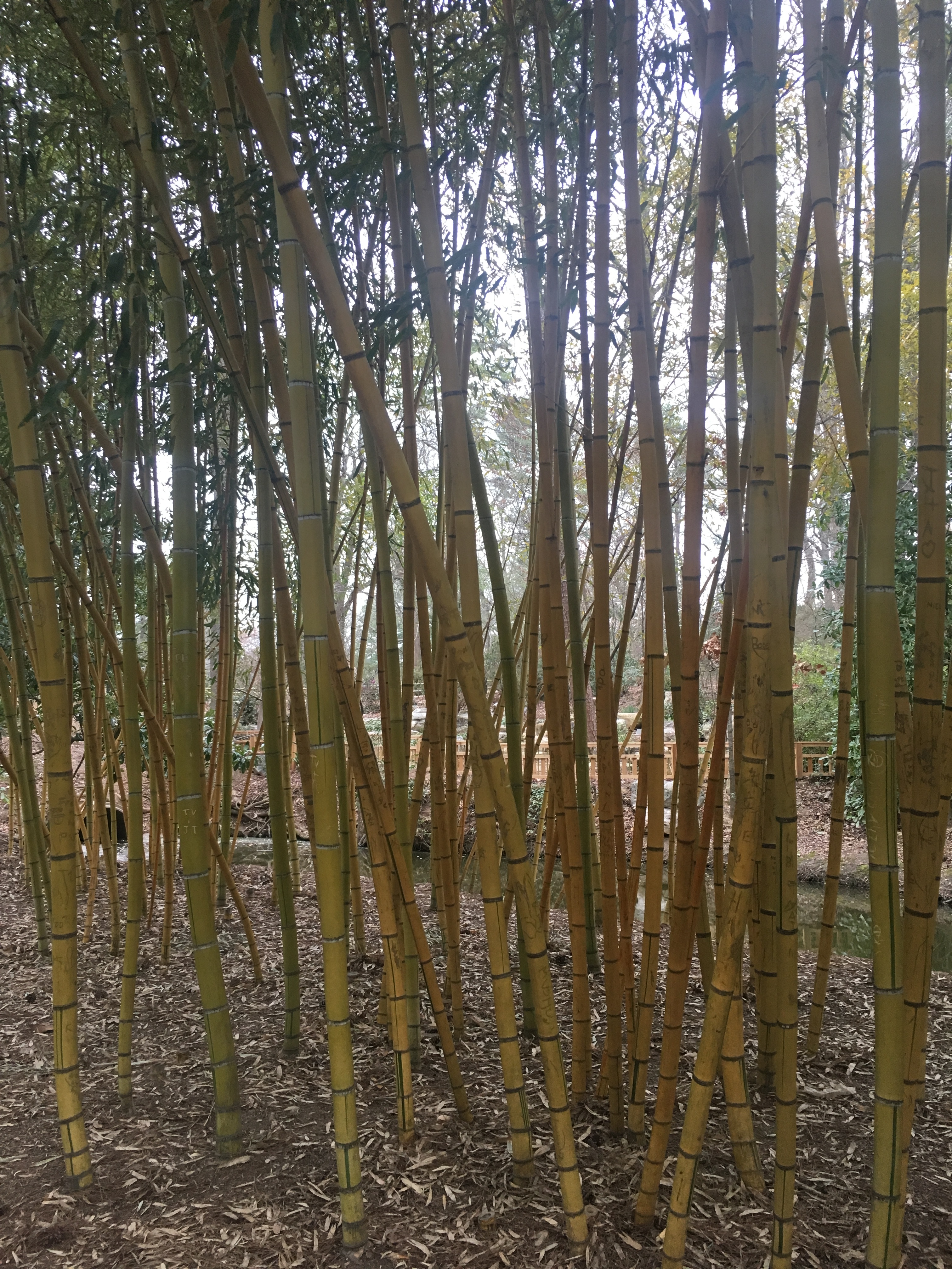 NCBC, Duke Gardens, Q Shack 27