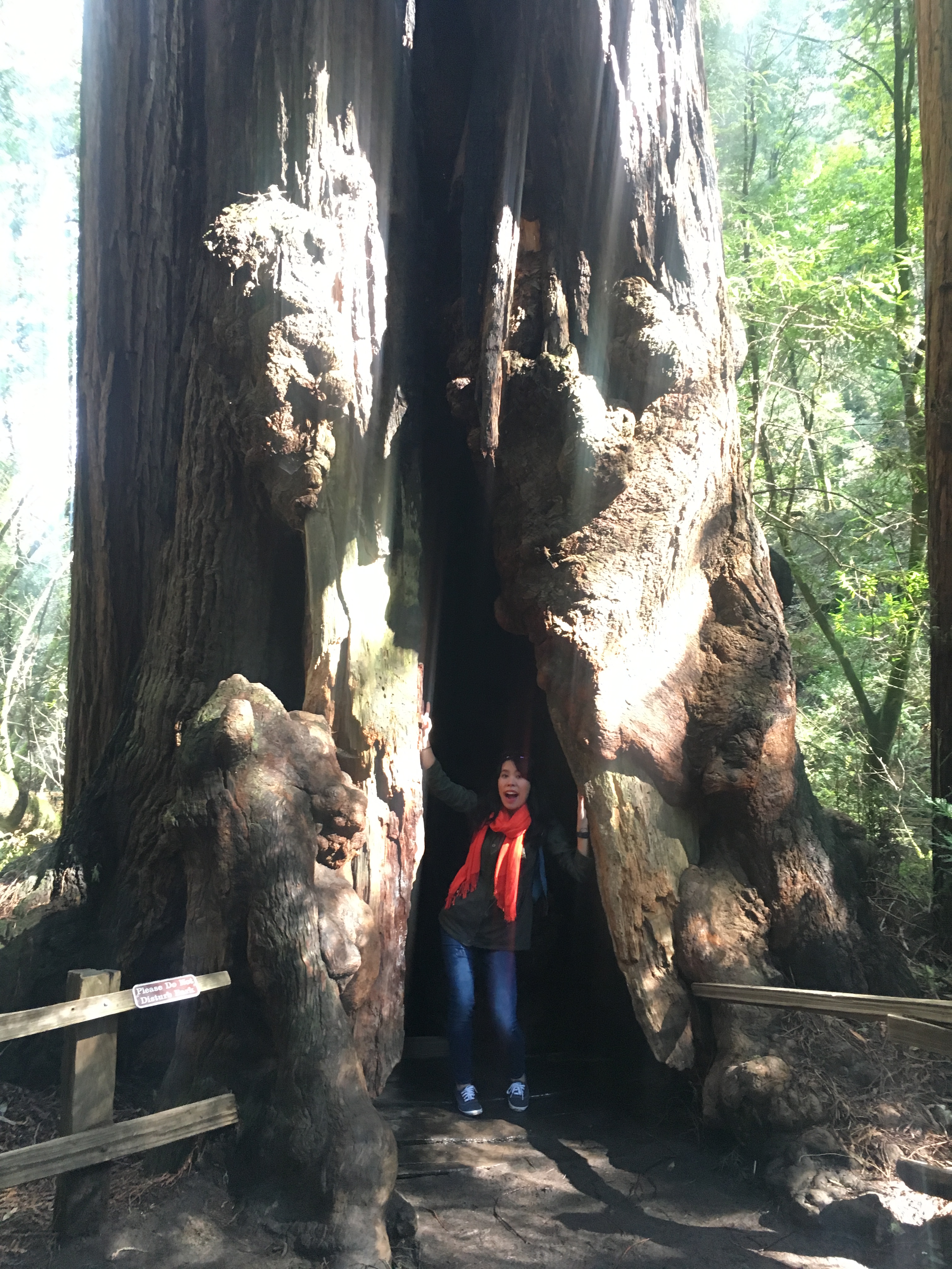 muir woods – how to be a traveler