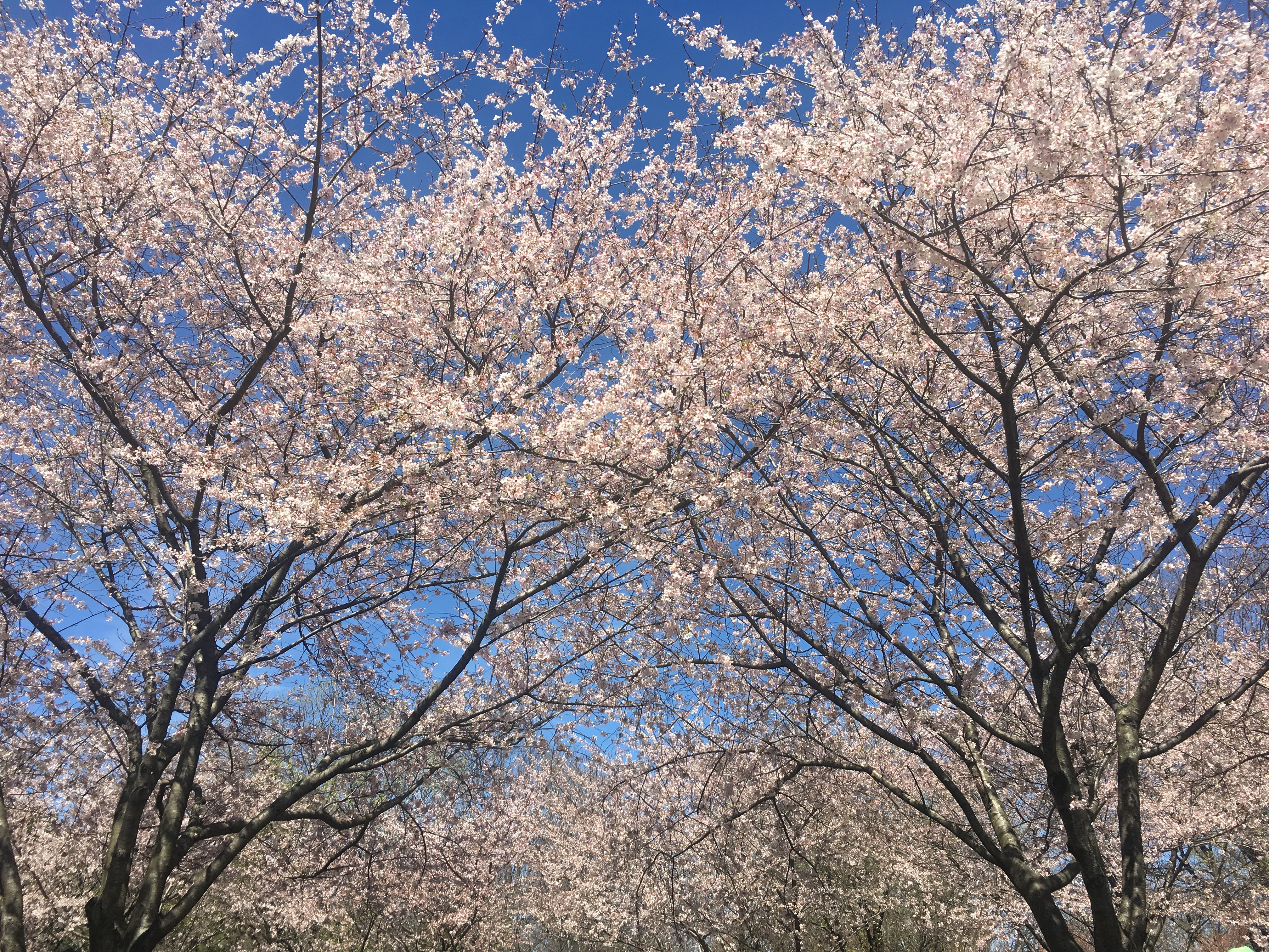 Cherry Blossom Festival at Fairmount Park 2