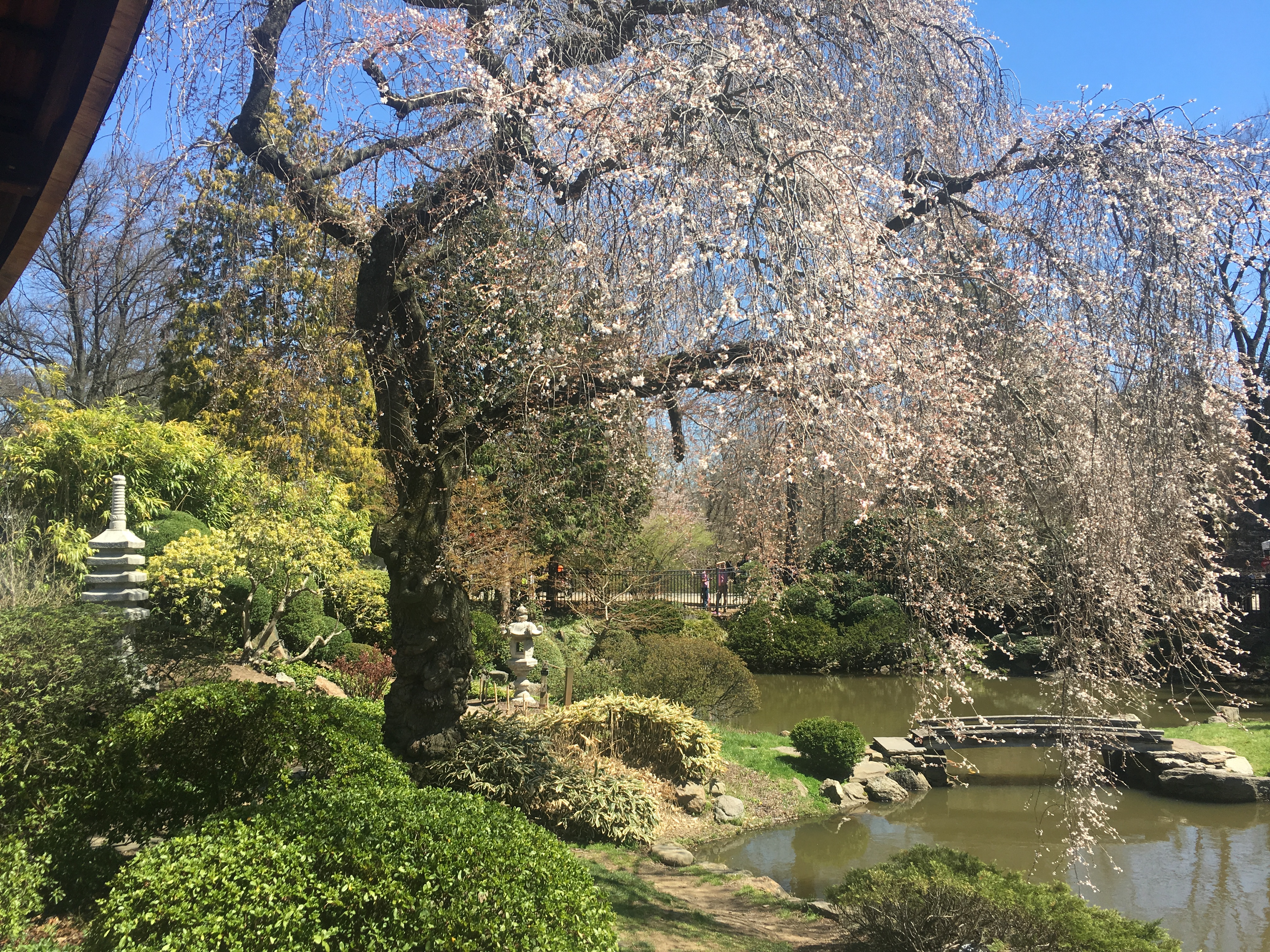 Shofuso Gardens 3