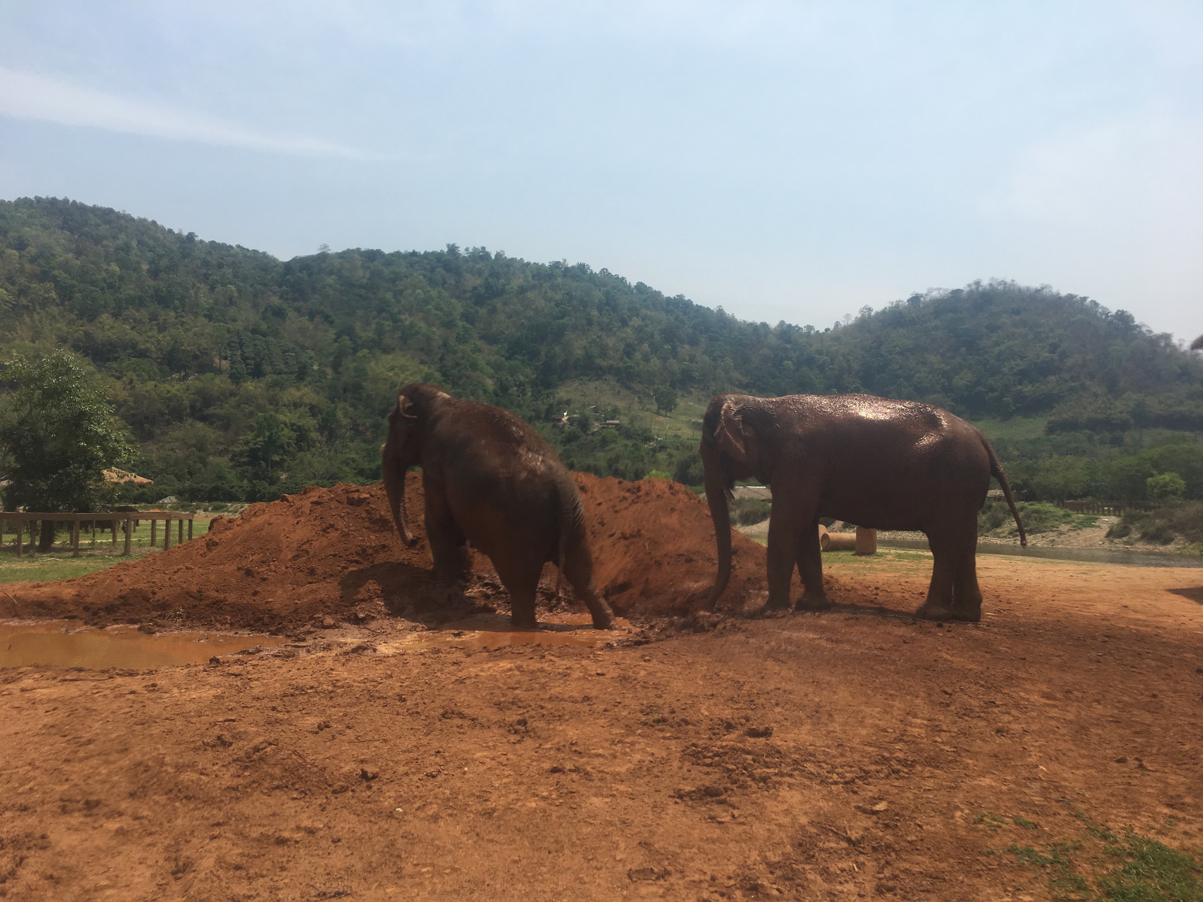 Elephant Nature Reserve 115