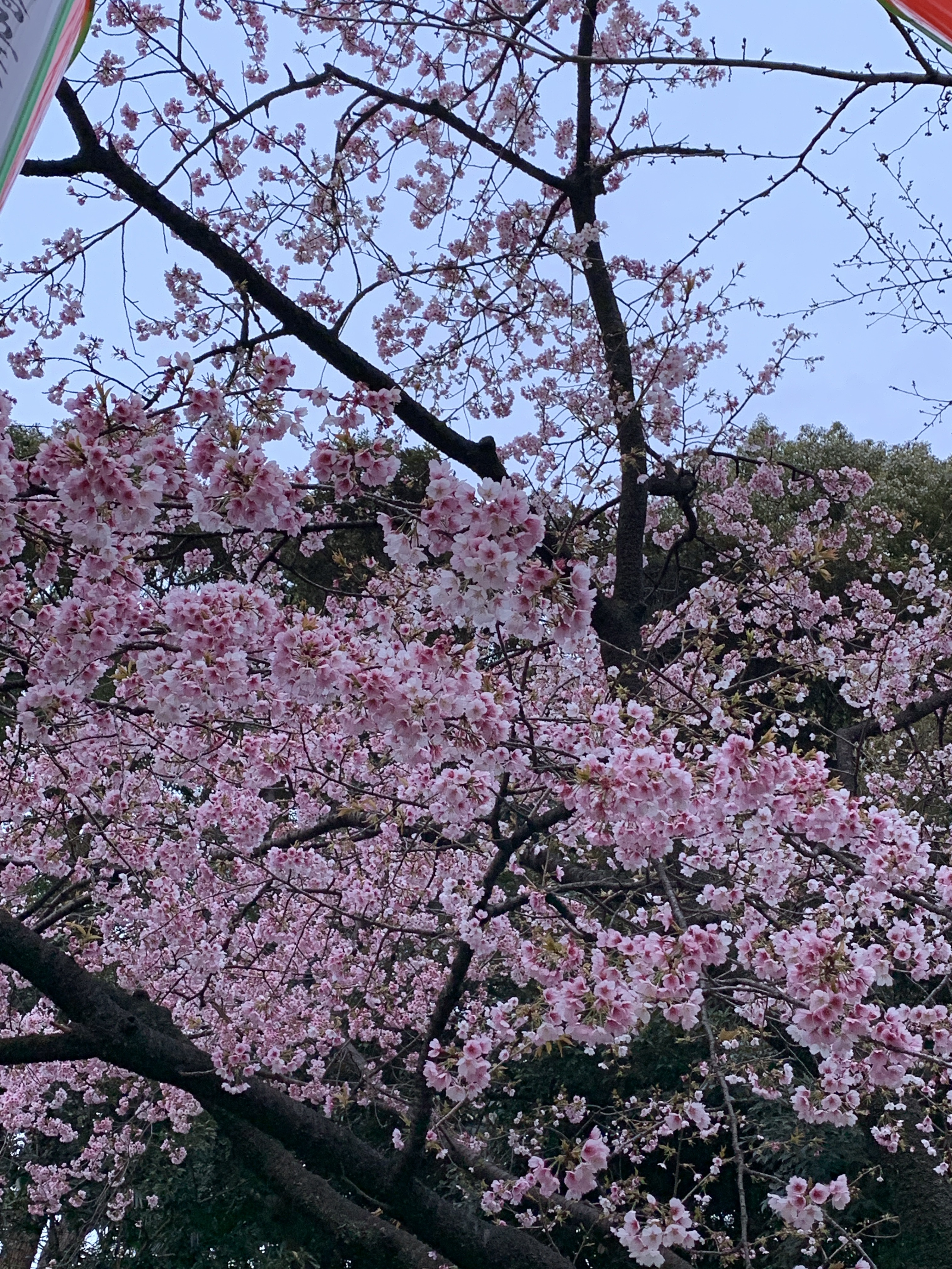 Ueno Park 2