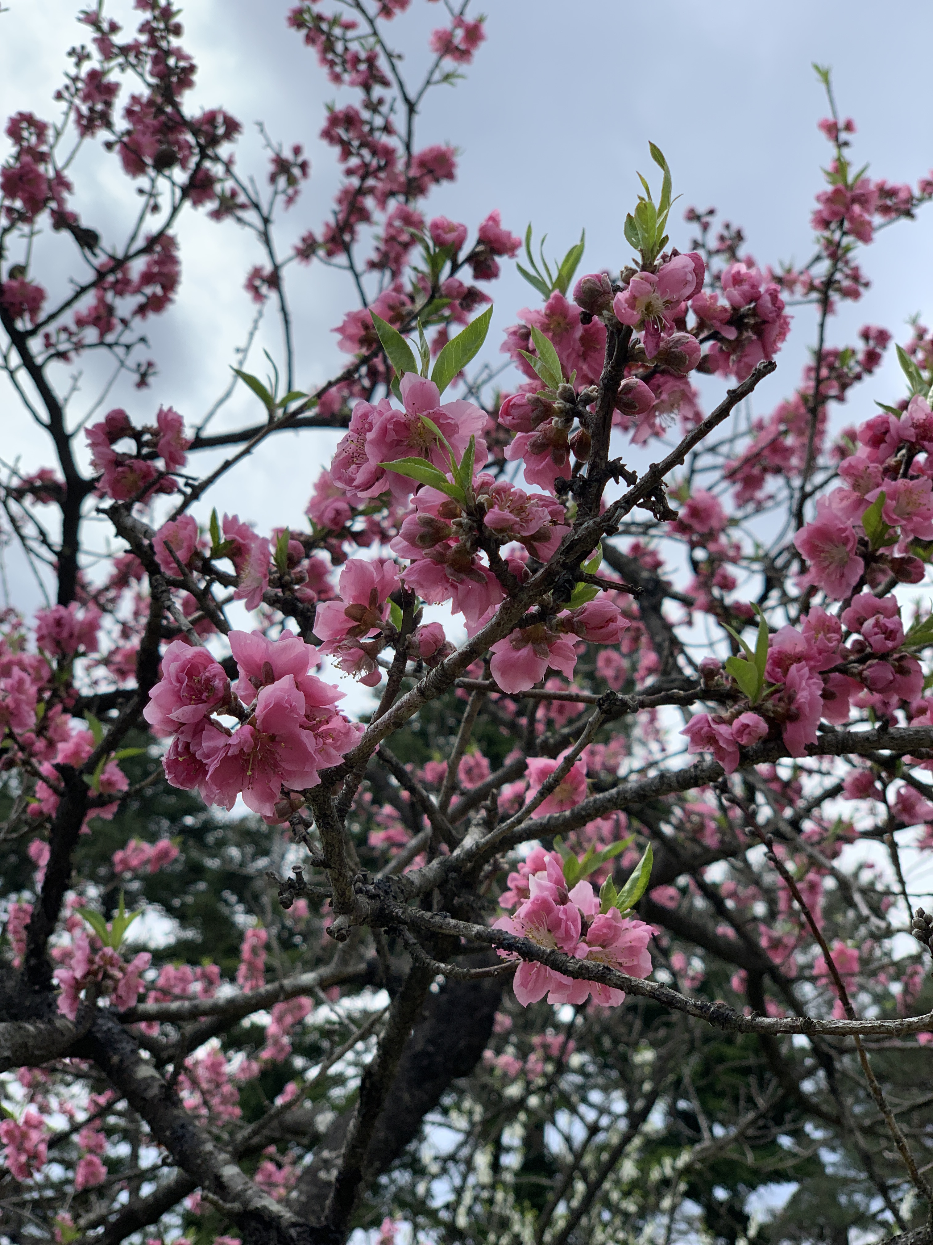 Kyoto Imperial Palace Park 6