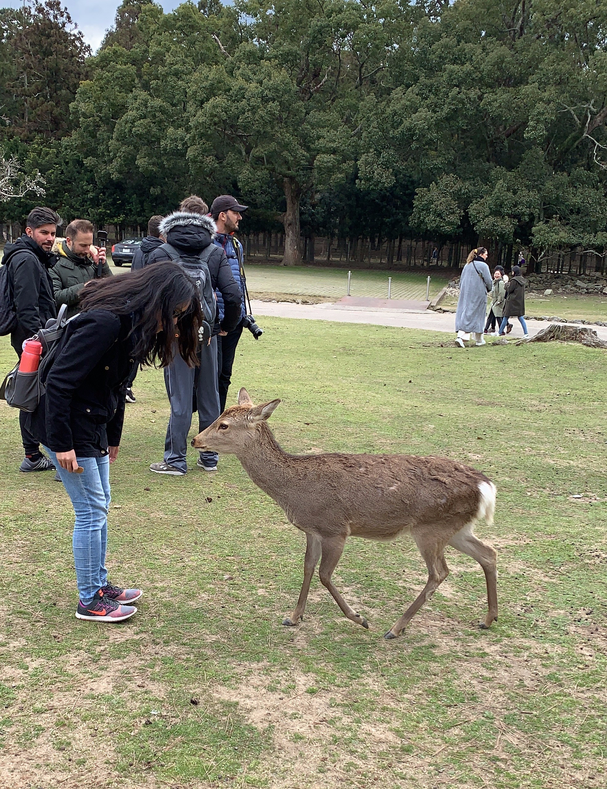 Nara Park 46